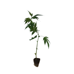 Jack Herer Hanfstecklinge kaufen - Stecklingsversand