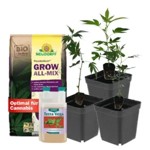 Hanf Anbau Starterset bestellen - Stecklingsversand
