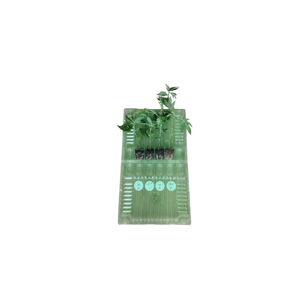 Hanfsteckling Mystery Box Sativa kaufen - Stecklingsversand