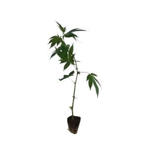 Ice Cream Cake Hanfstecklinge kaufen - Stecklingsversand