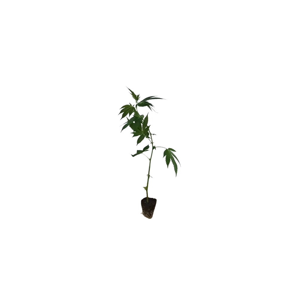 Ice Cream Cake Hanfstecklinge kaufen - Stecklingsversand