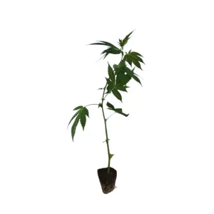 Super Silver Haze Hanfstecklinge kaufen - Stecklingsversand