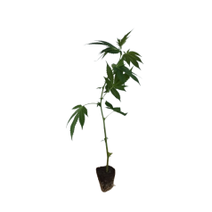 Wedding Cake Hanfstecklinge kaufen - Stecklingsversand