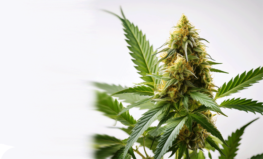 Hanfstecklinge kaufen im Sonderangebot